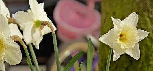 Die Blüte der Menschlichkeit