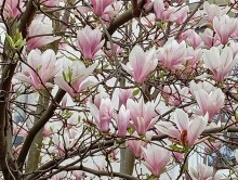 Magnolienbaum, Foto: Sergej Perelman 